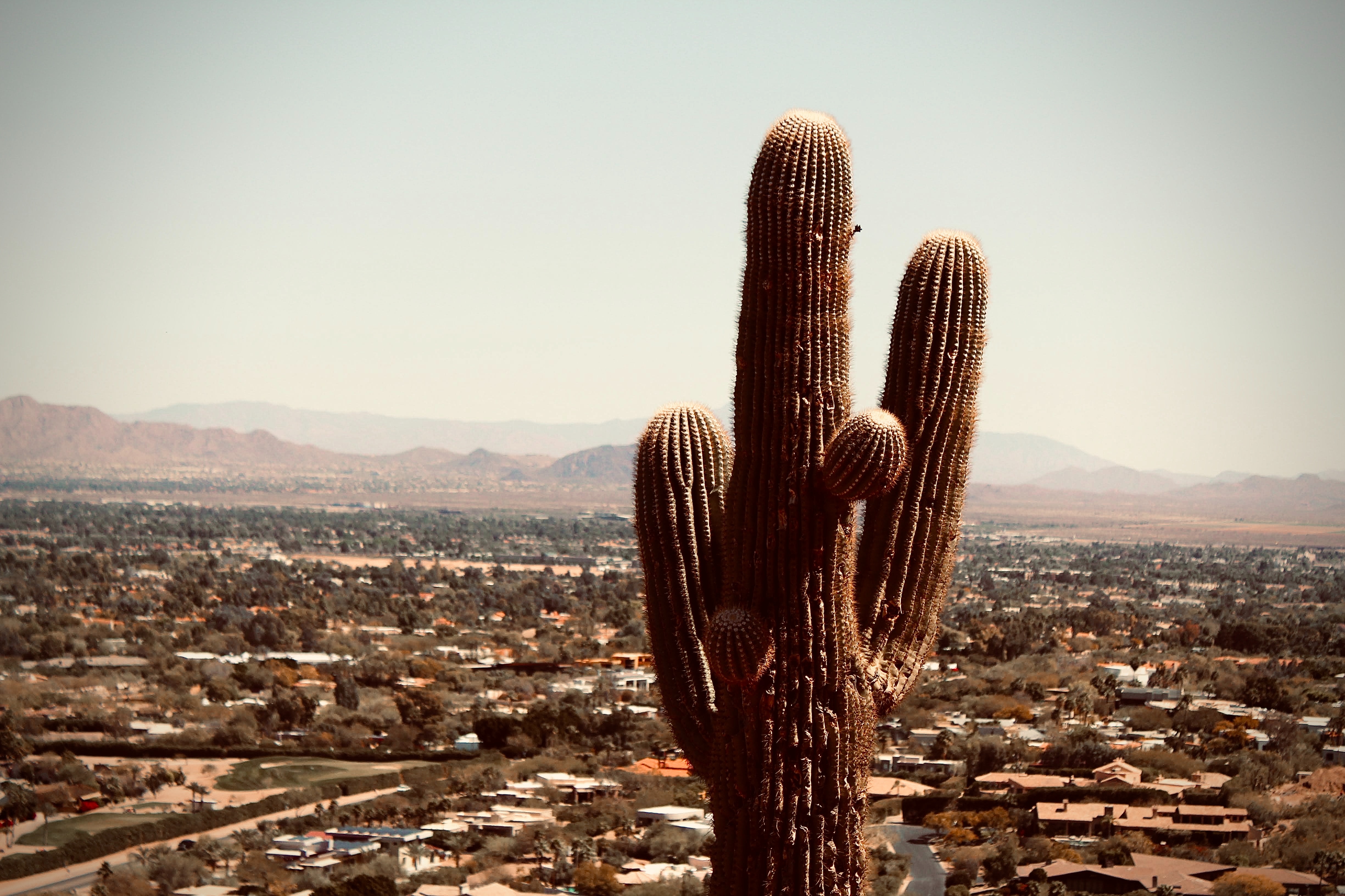 Cactus City View