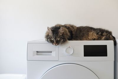 A cat resting on a washing machine 