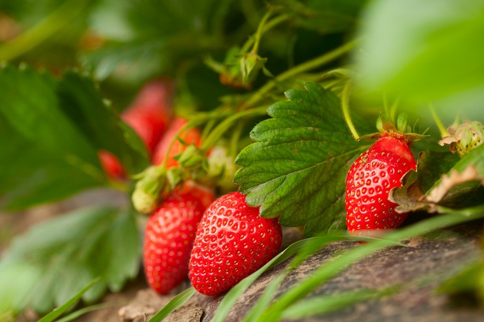Fresh red strawberries still on the vine. 