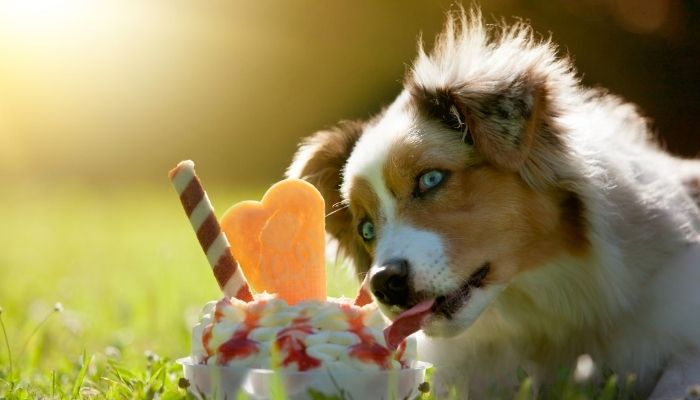 dog eating ice cream