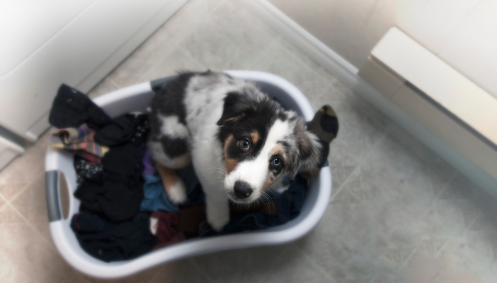 Closeup of a dog sitting in a laundry basket