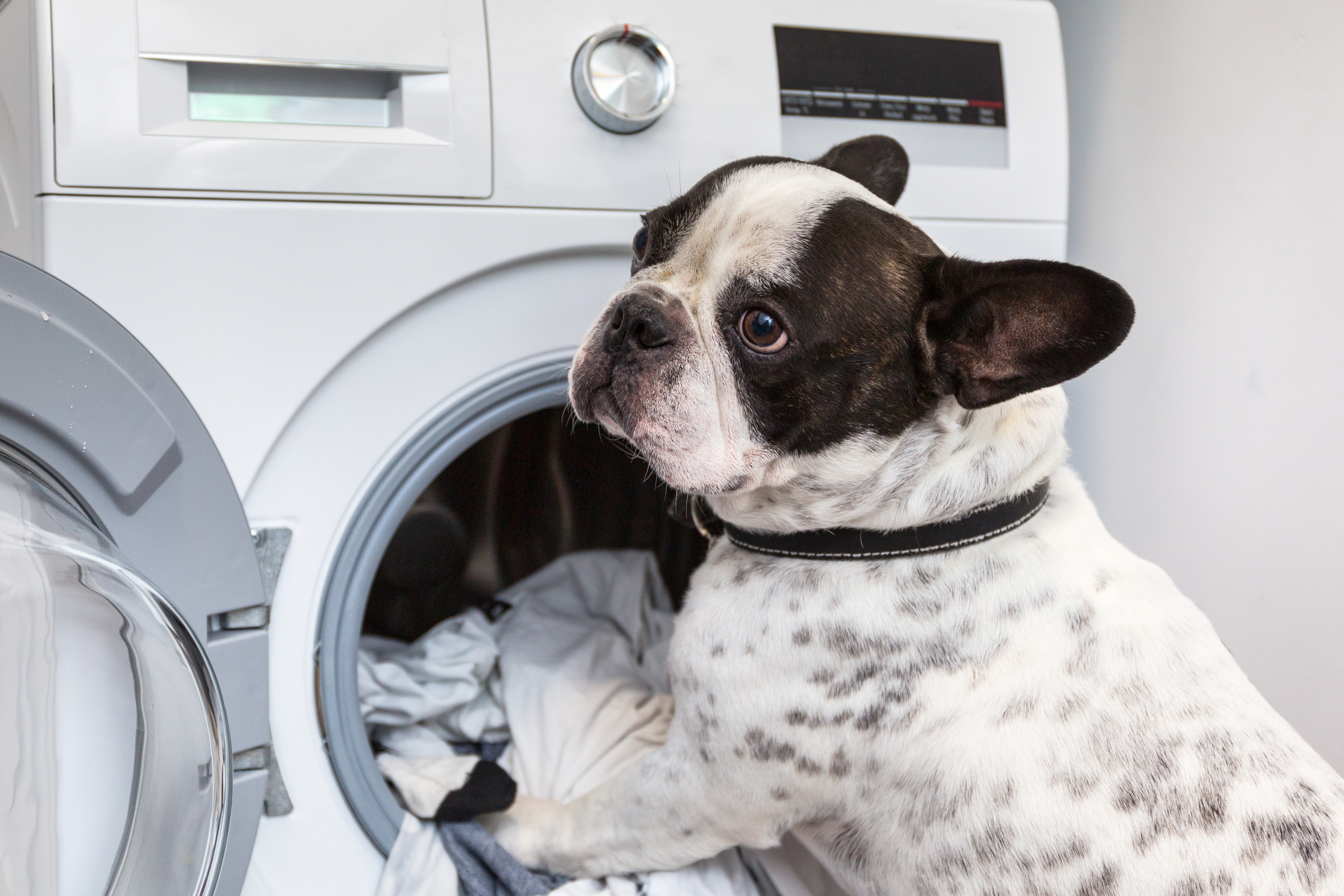 French bulldog loading dirty laundry to the electric front load washer