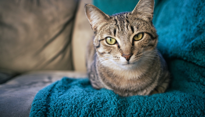 With the ability to remove up to five times more pet hair compared to regular washers and dryers, you can trust that the Maytag Pet Pro System will tackle pet hair effectively.