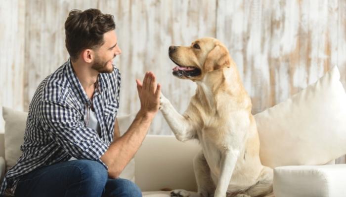 Man high-fiving golden retriever