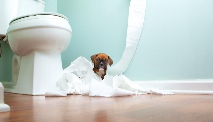 Puppy making mess in bathroom with toilet paper