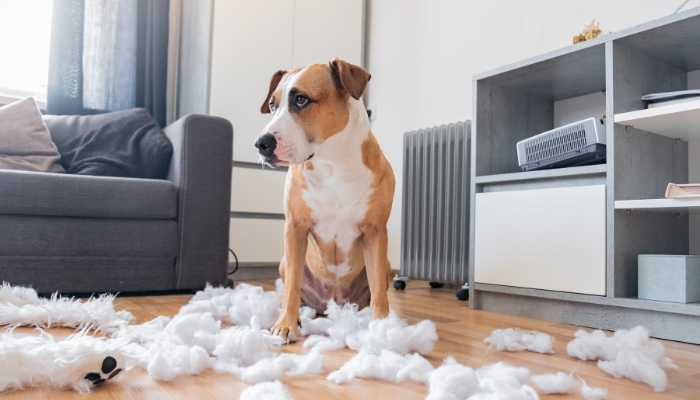 Guilty dog who just shredded something in the house