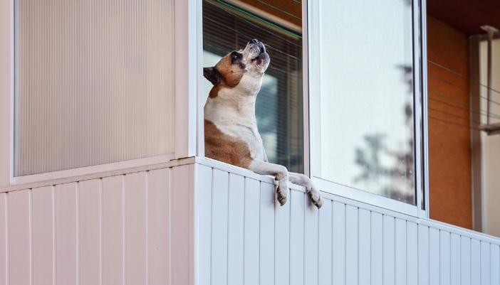 Concept image of a dog barking outside of a window