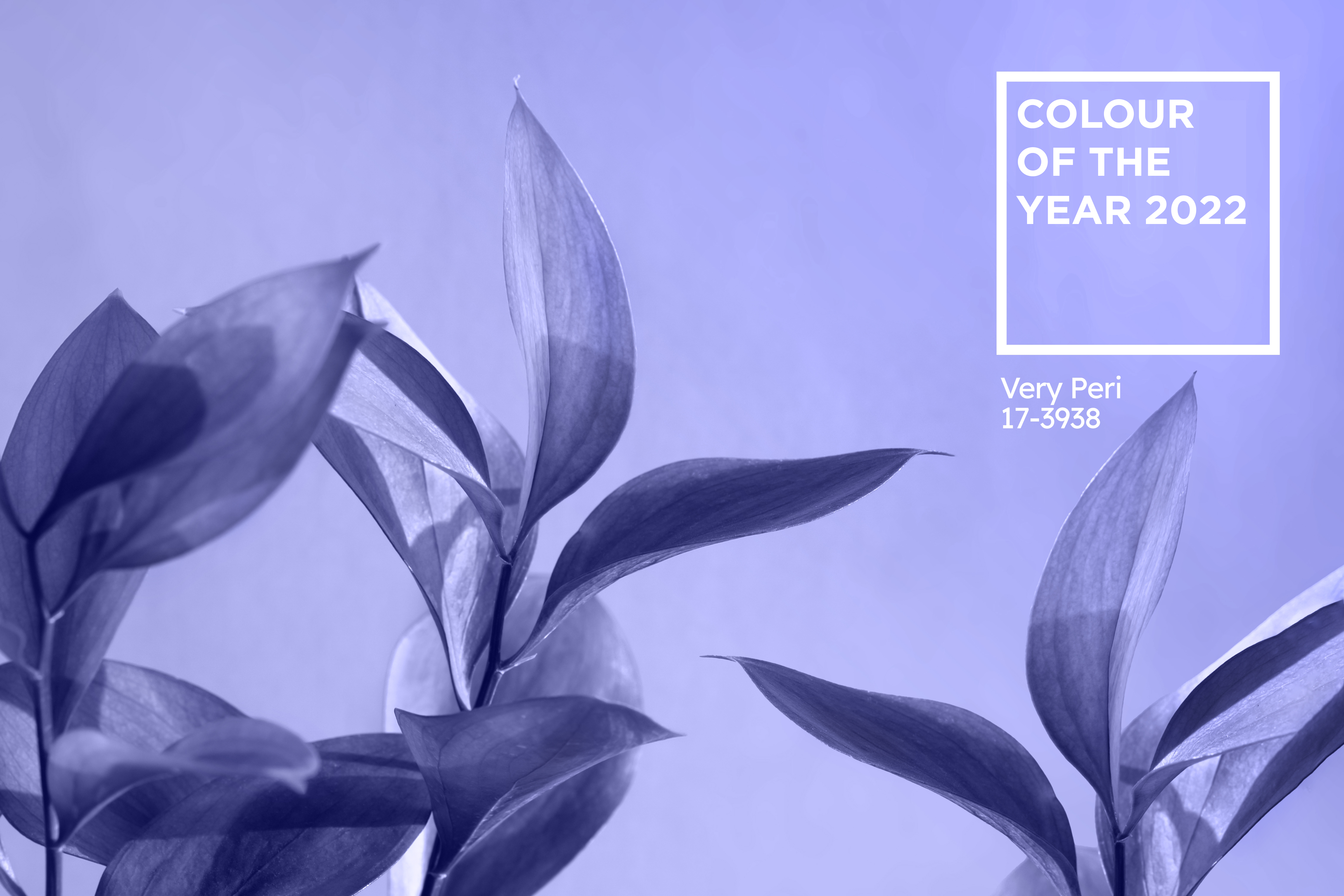 One of 2022’s top home décor trends to watch is the colour of the year