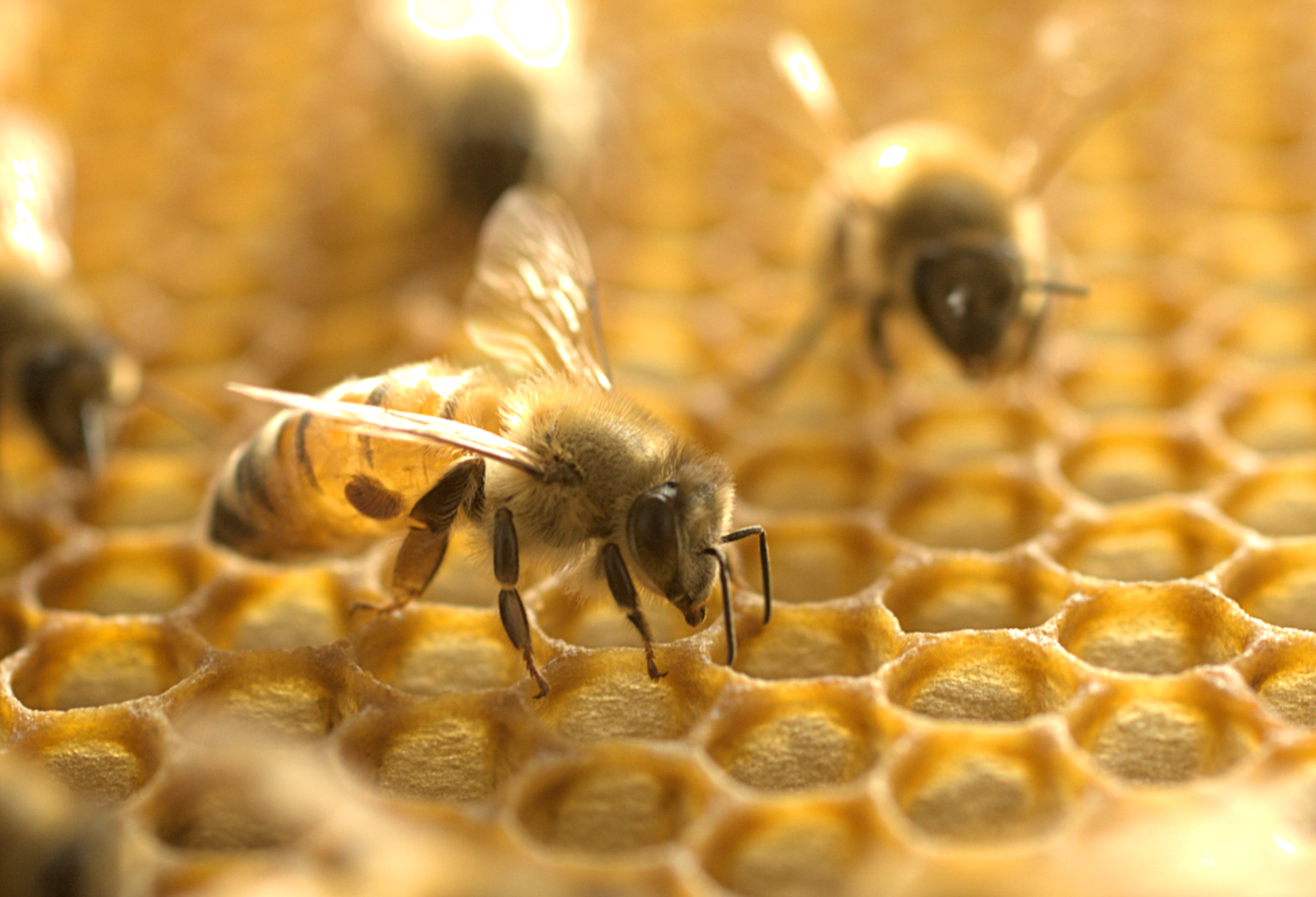 Honey bees inside a honeycomb 