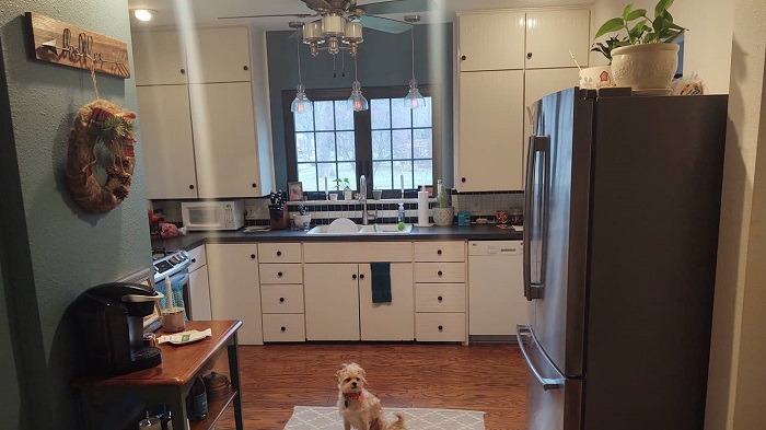 Little dog sitting in the middle of an everyday kitchen.