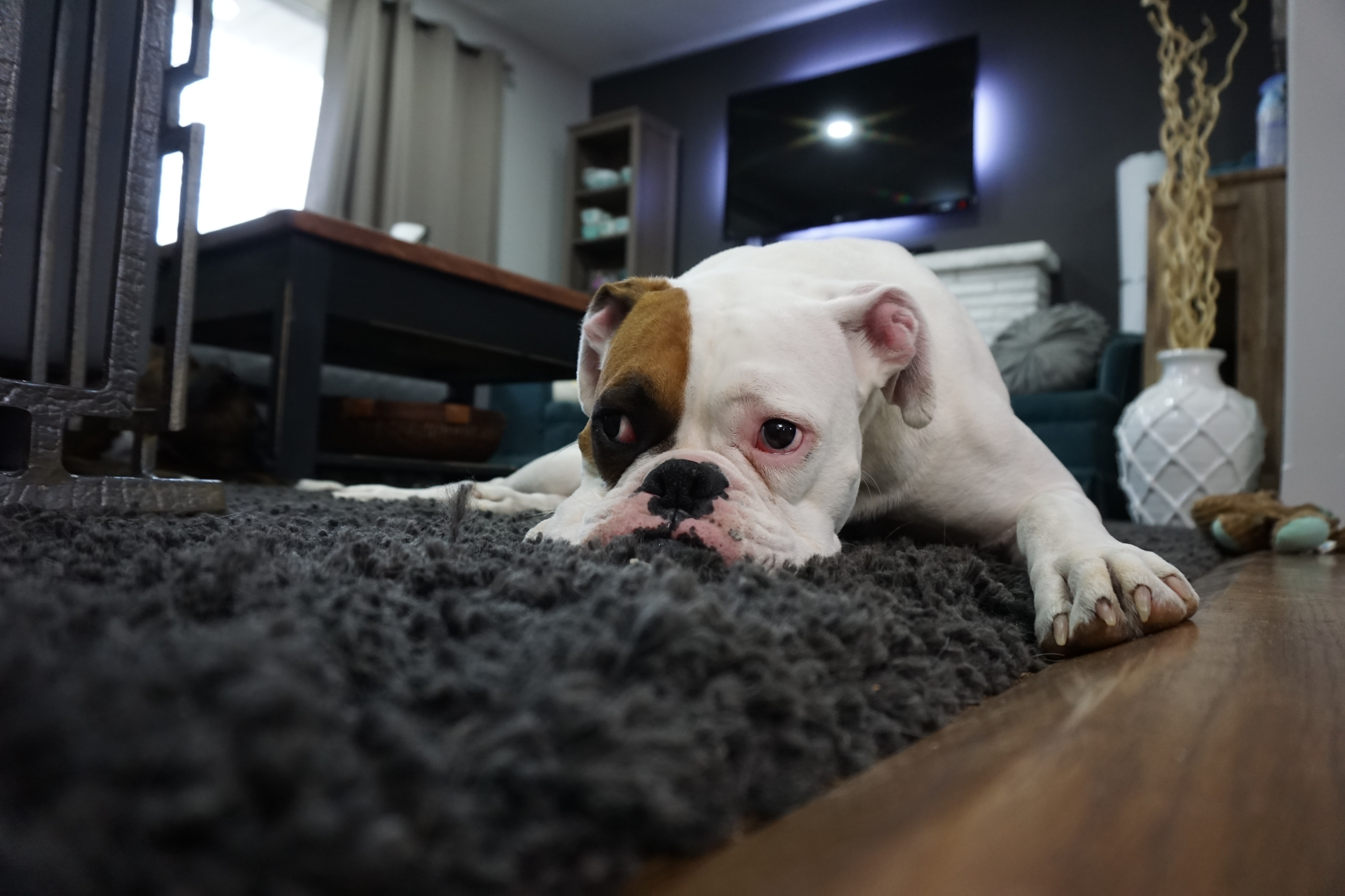 Puppy resting on the rug 