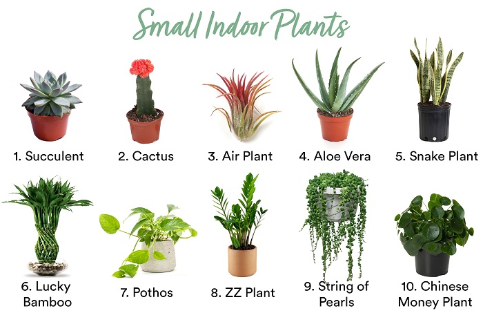 Chart of small indoor plants.