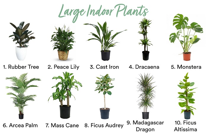 Chart of large indoor plants.