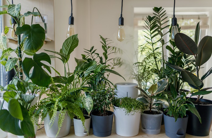 Counter filled with indoor house plants.