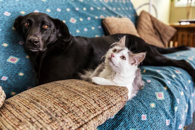 front view of a cat and a dog sitting together on a sofa that is covered in a blanket