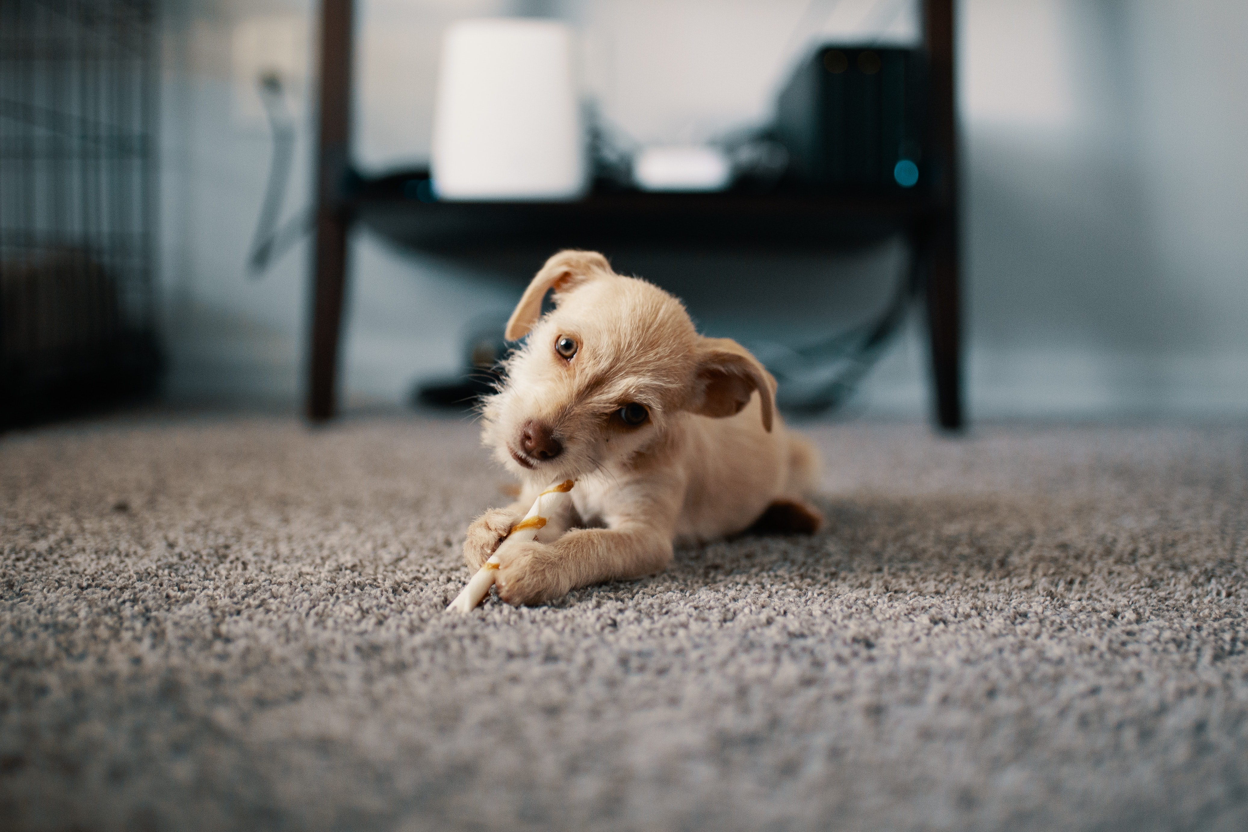 dog laying on the carpet chewing a bone