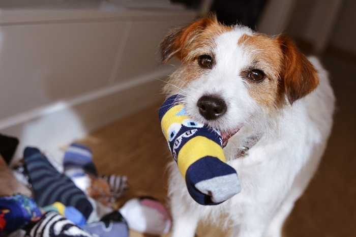 Cute, small white and brown dog with a sock toy in its mouth. 