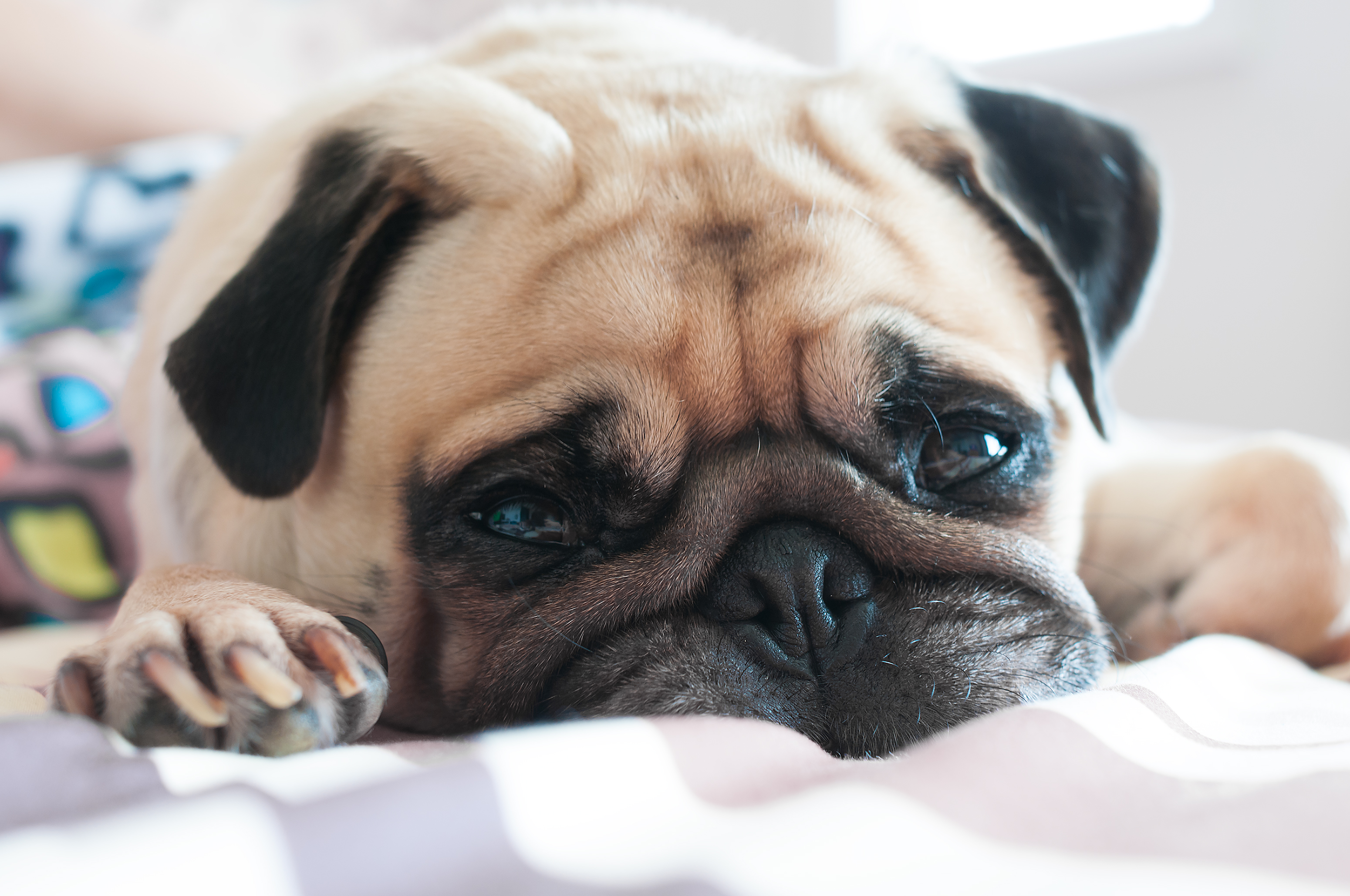 puppy lying on the couch
