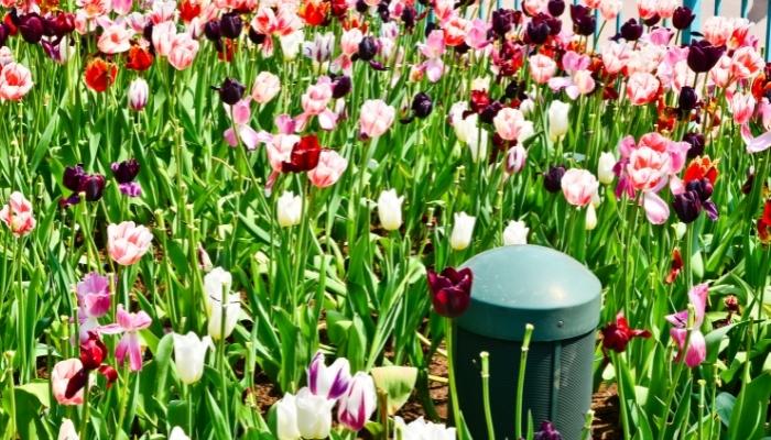 Outdoor speaker hidden among field of flowers