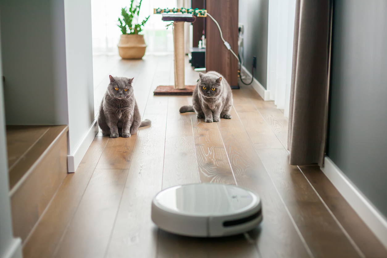 Two cats warily observe a smart vacuum