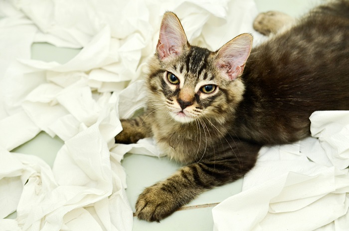 Cat laying in a pile of thrashed up toilet paper.