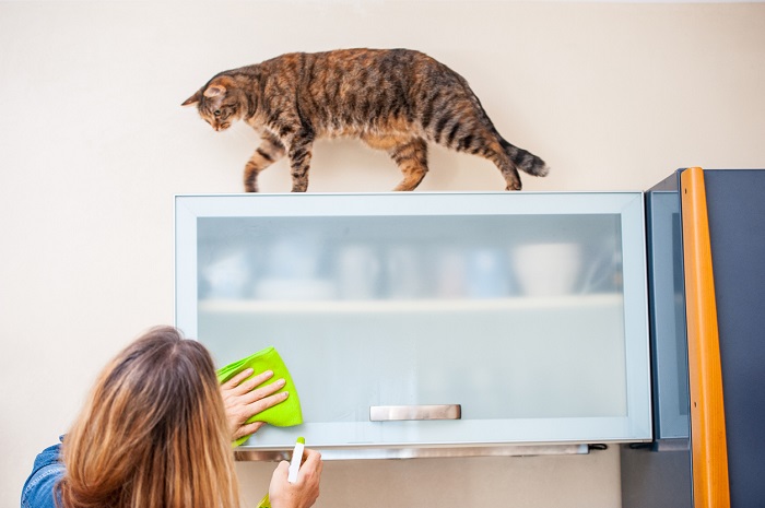 Woman cleaning kitchen cabinet with spray bottle and cloth while a cat looks down from above.