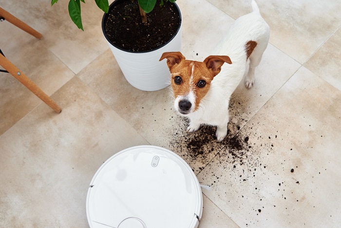 Little dog surrounded by dirt from plant soil in the background while standing next to a robot vacuum cleaner.