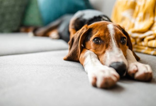 close view of a dog laying with their head down on a gray sofa