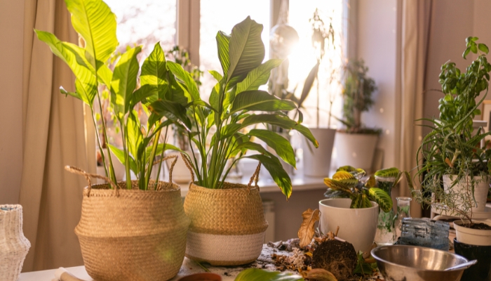 Living room with indoor garden
