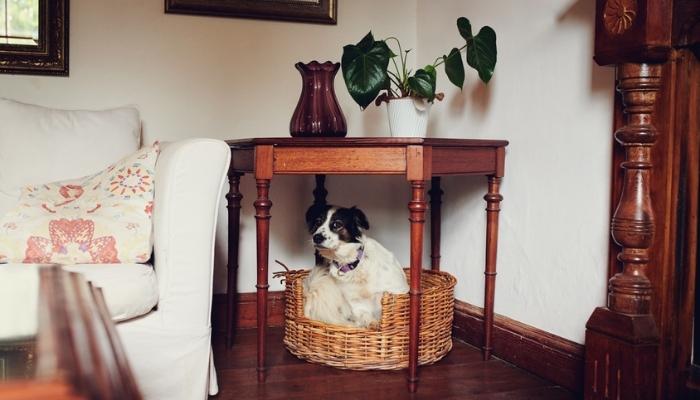 dog under table in bed