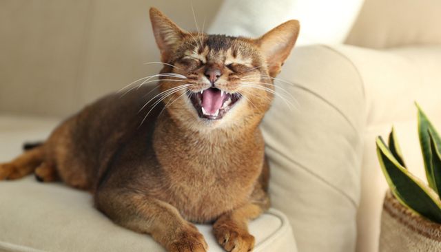 front view of a brown cat smiling with their eyes closed on a beige sofa