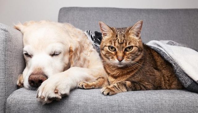 front view of a cat and a dog sitting together on a grey sofa 