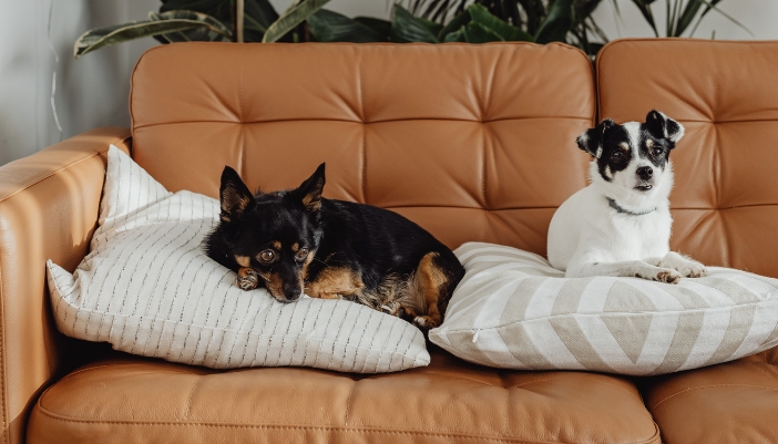Two dogs sitting on throw pillows that are on top of a leather couch