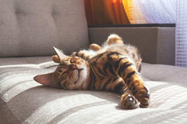 front view of a tabby cat sleeping on it's side on top of a tan fabric sofa