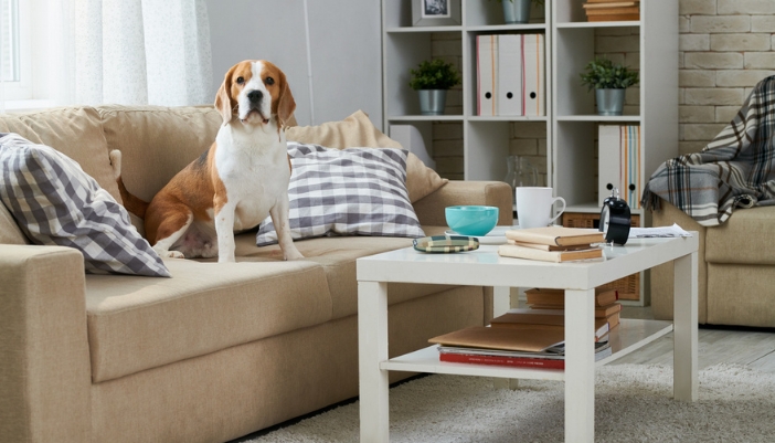 An elderly beagle rests on a neutral colored couch.