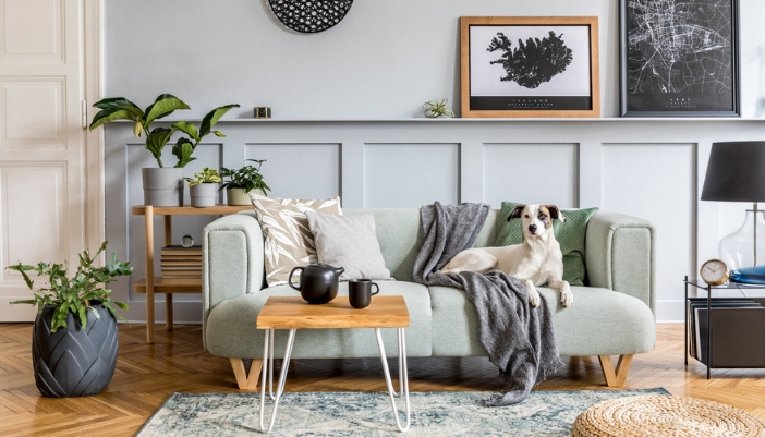 An elderly white and brown dog sits on a light green loveseat in a cozy living room.