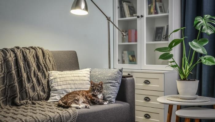 Gray couch with throw pillows, chunky blanket, and a relaxing cat under a lamp