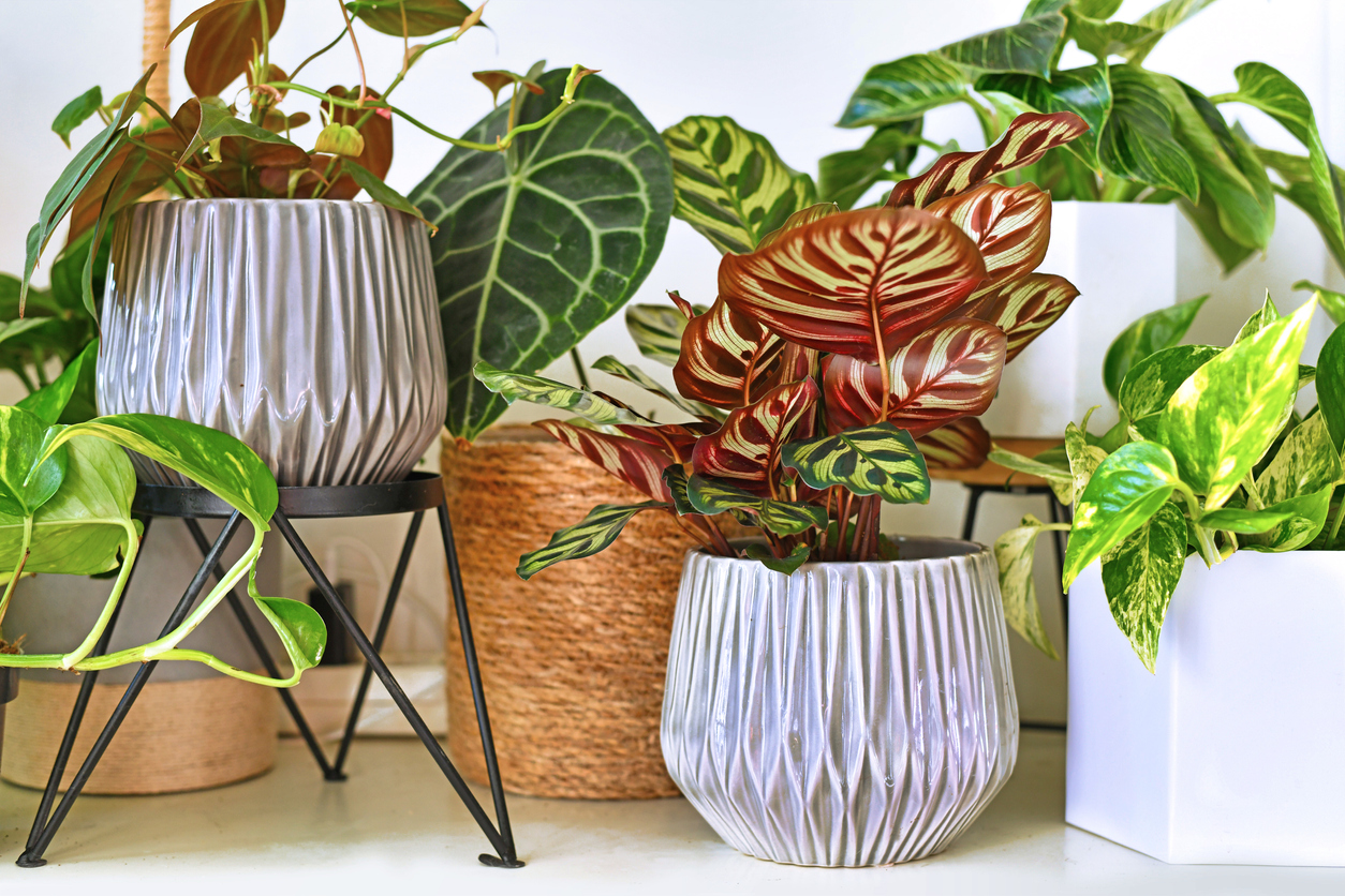 assortment of indoor plants in various pot shapes and sizes