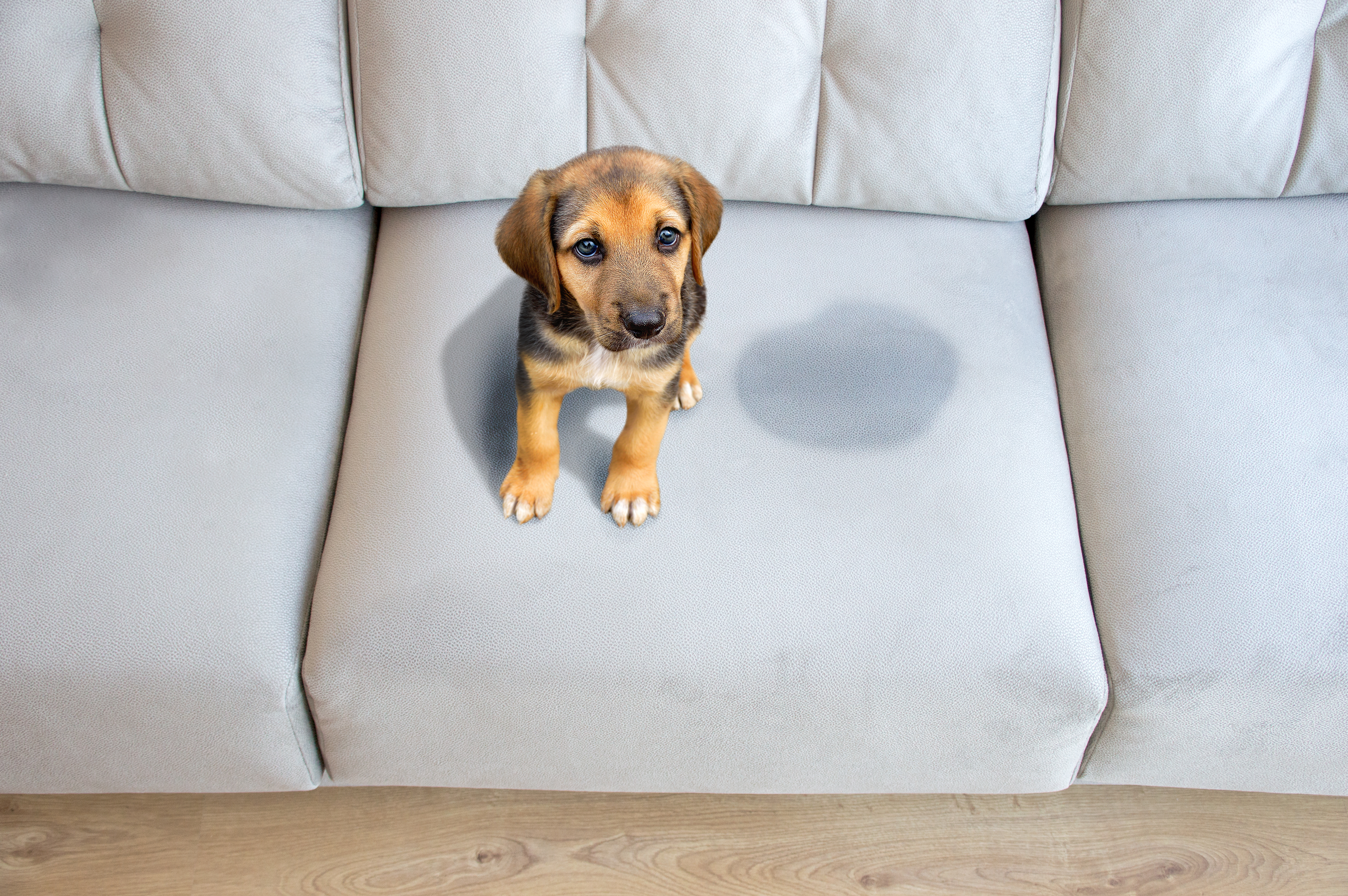A puppy sits on a sofa next to a pet stain 