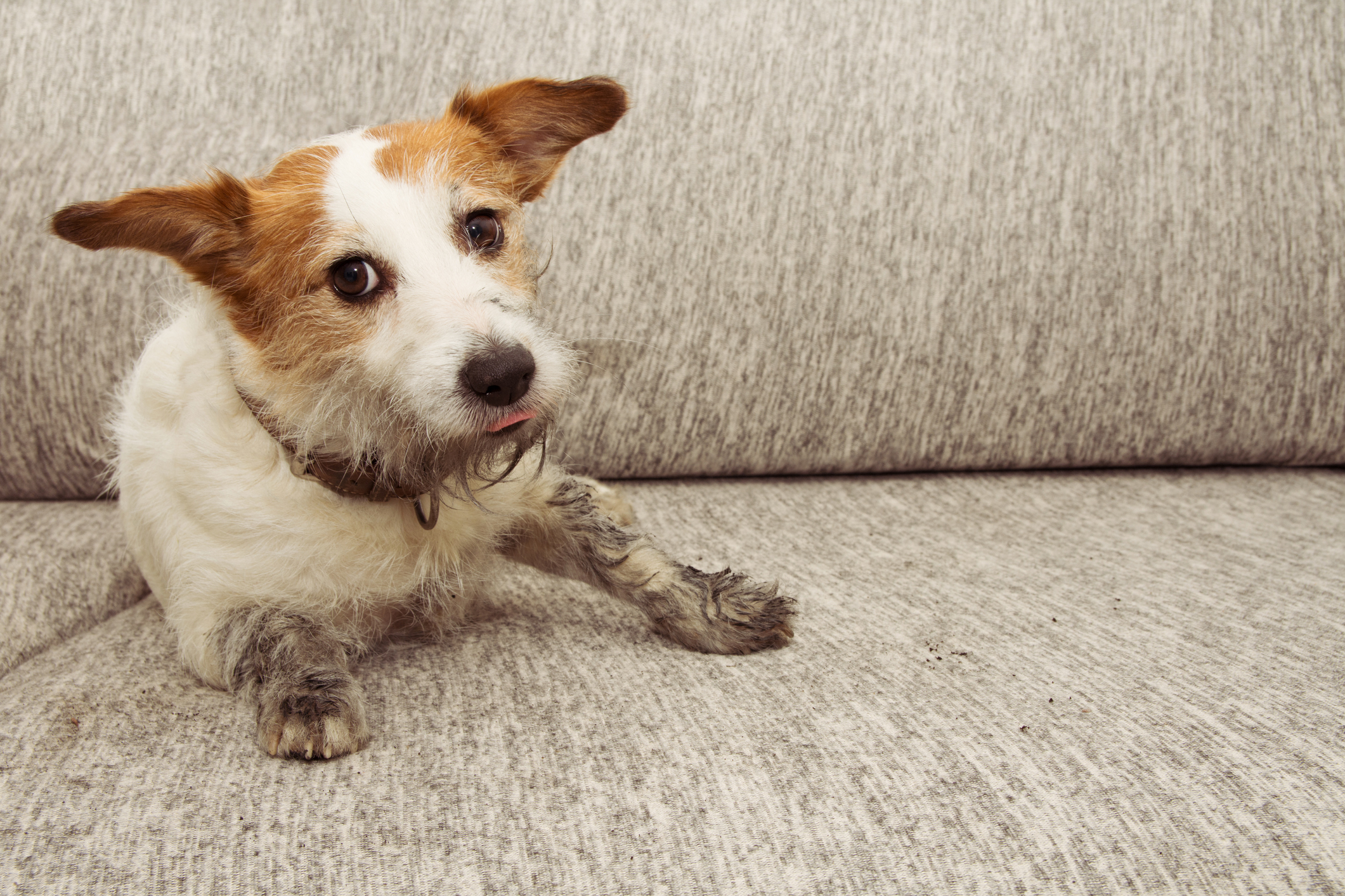 A terrier with muddy paws on a sofa 