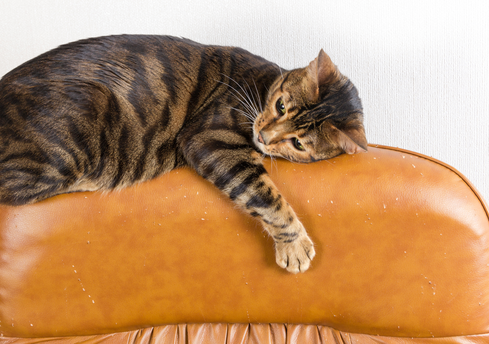 A cat resting on a leather seat with scratches 