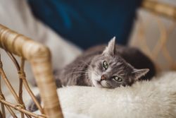  A cat relaxing on a chair 