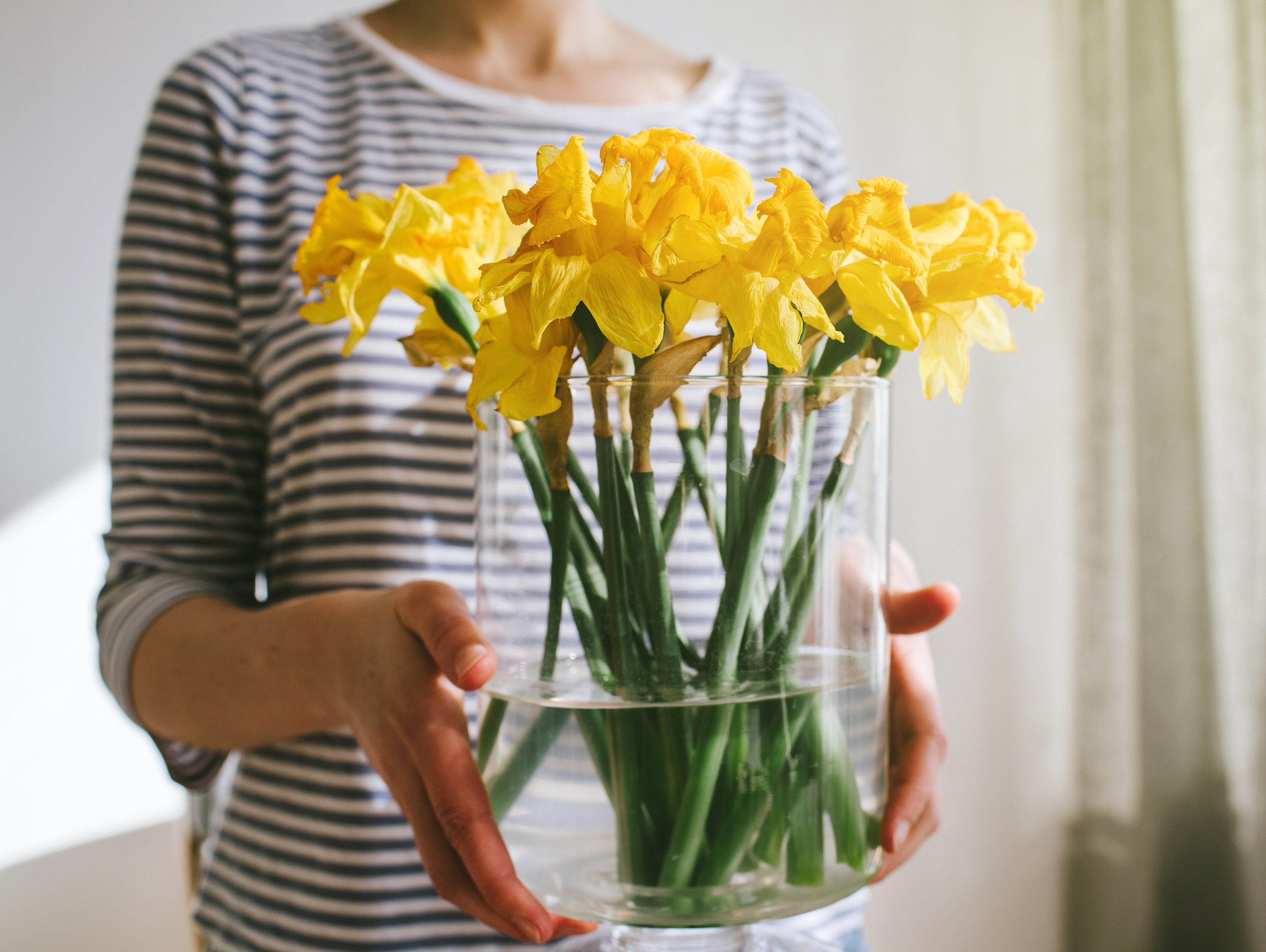 woman in striped shirt holds clear cylindrical vase filled with daffodils