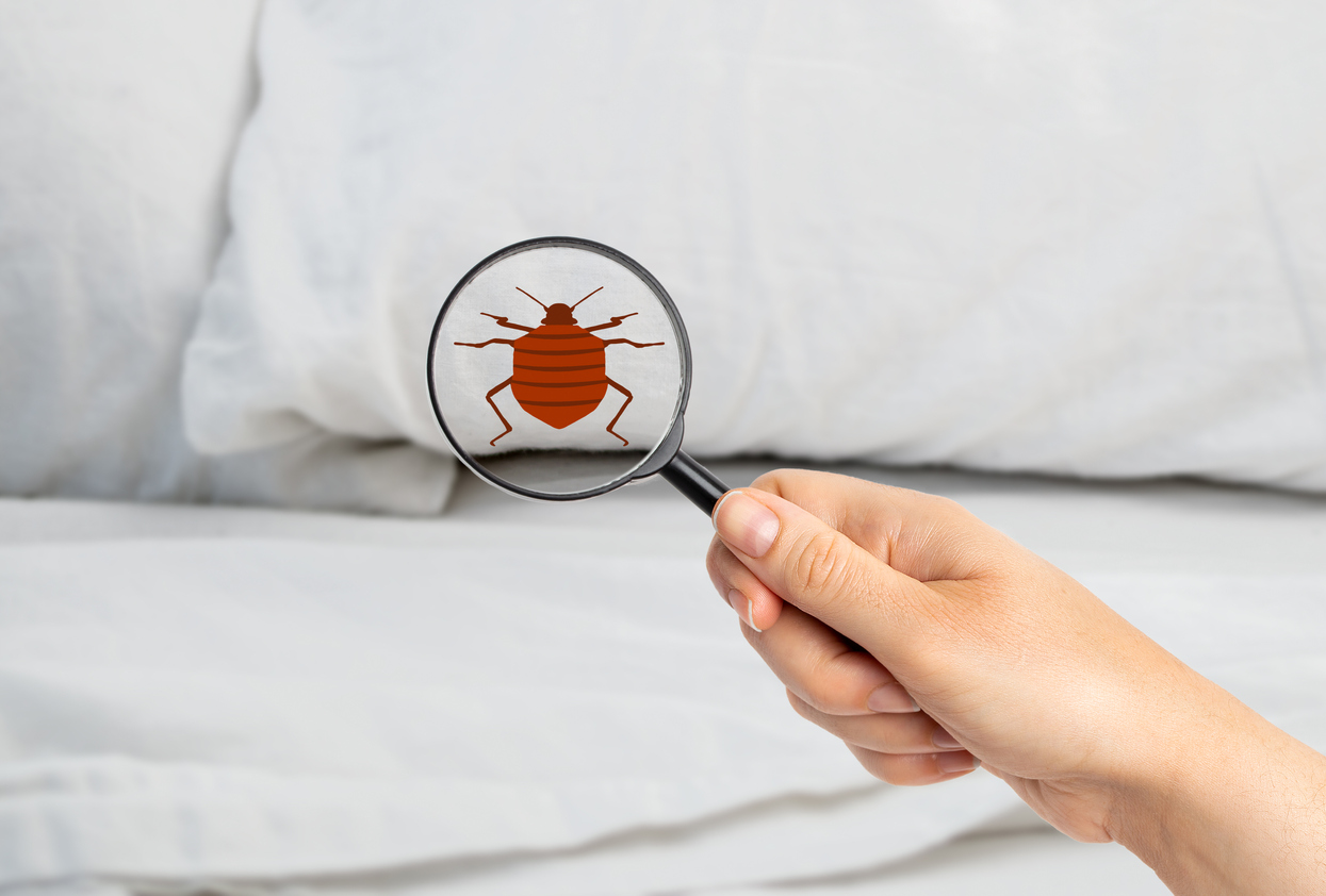 person holding a magnifying glass showing graphic of bed bug on mattress