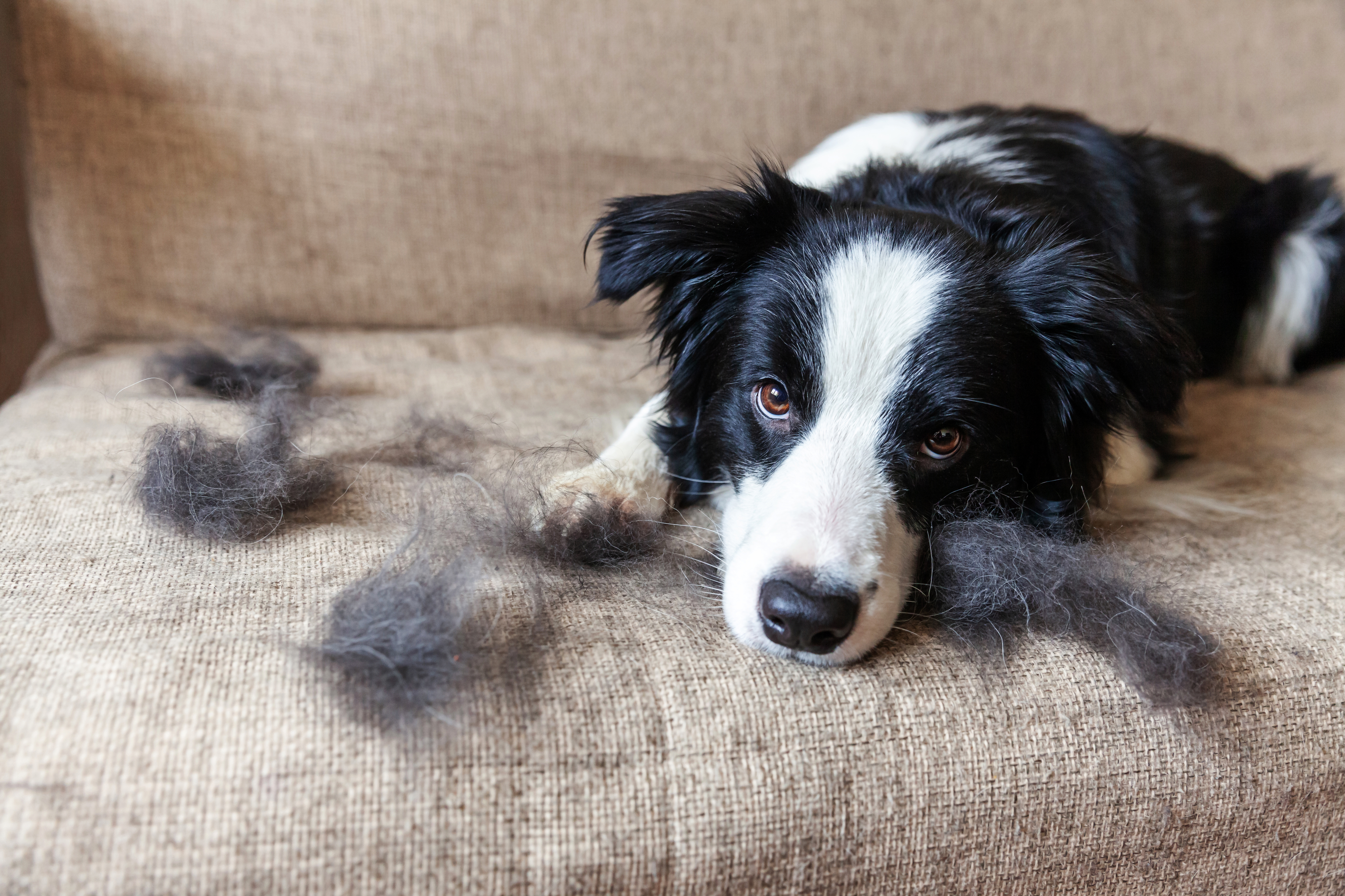 A black and white dog on a couch next to fur shedding 