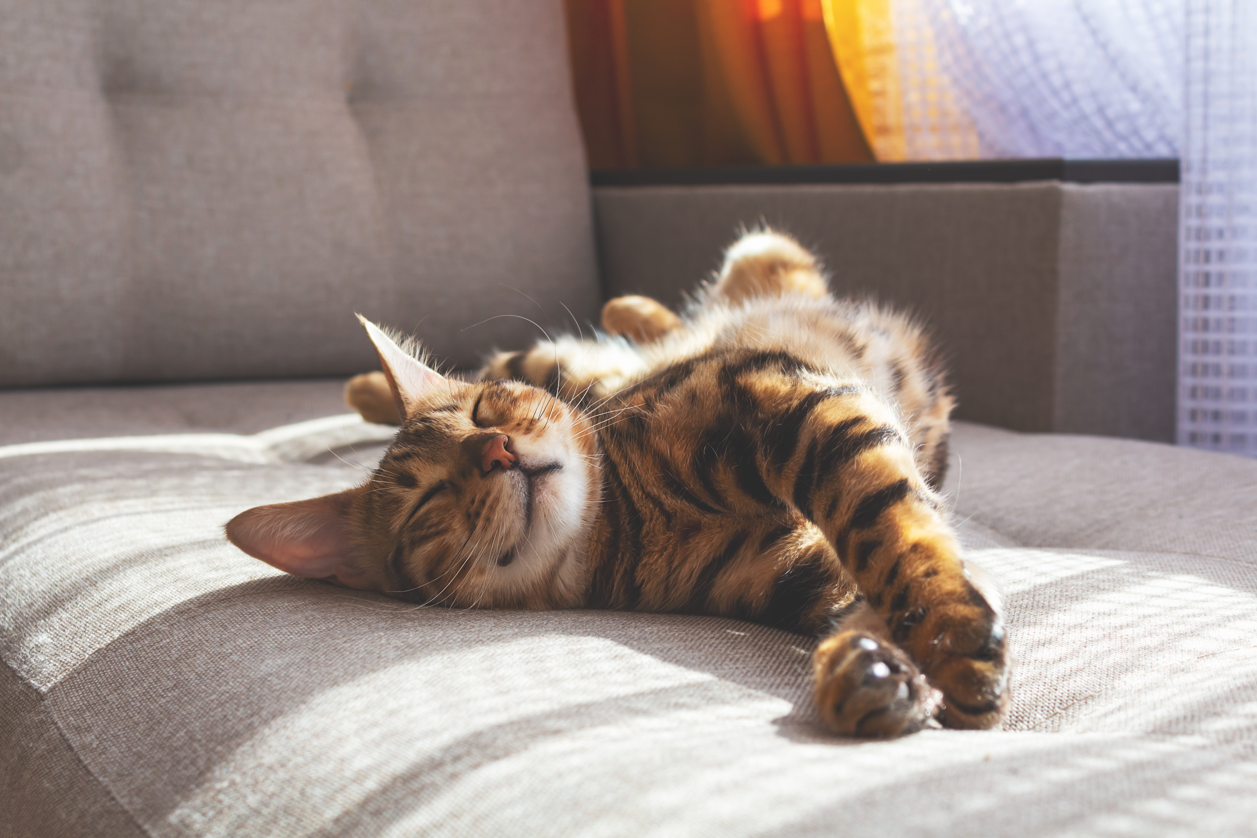 a cat sleeping on a sofa 