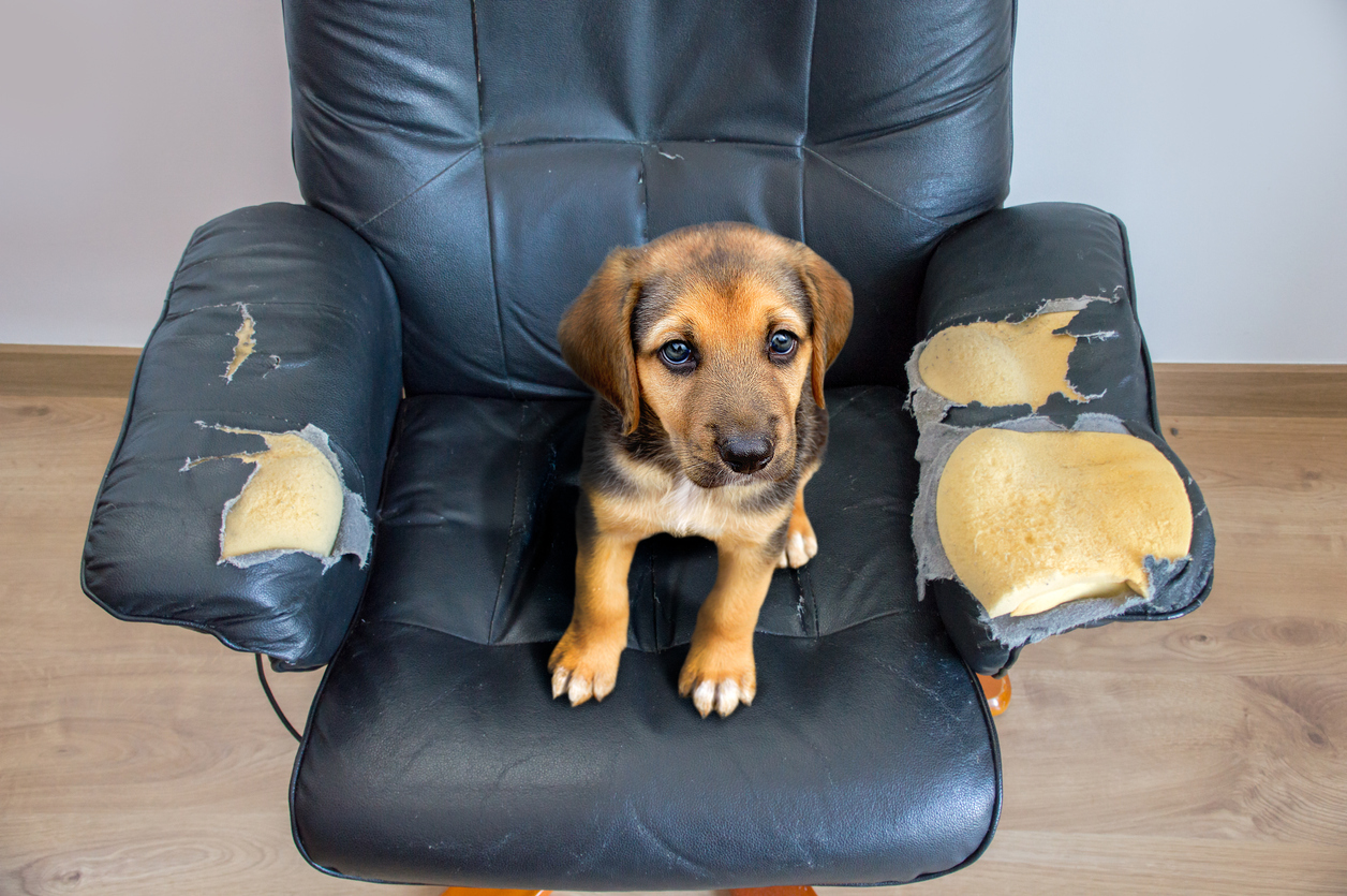 leather recliner with ripped arms and guilty-looking puppy