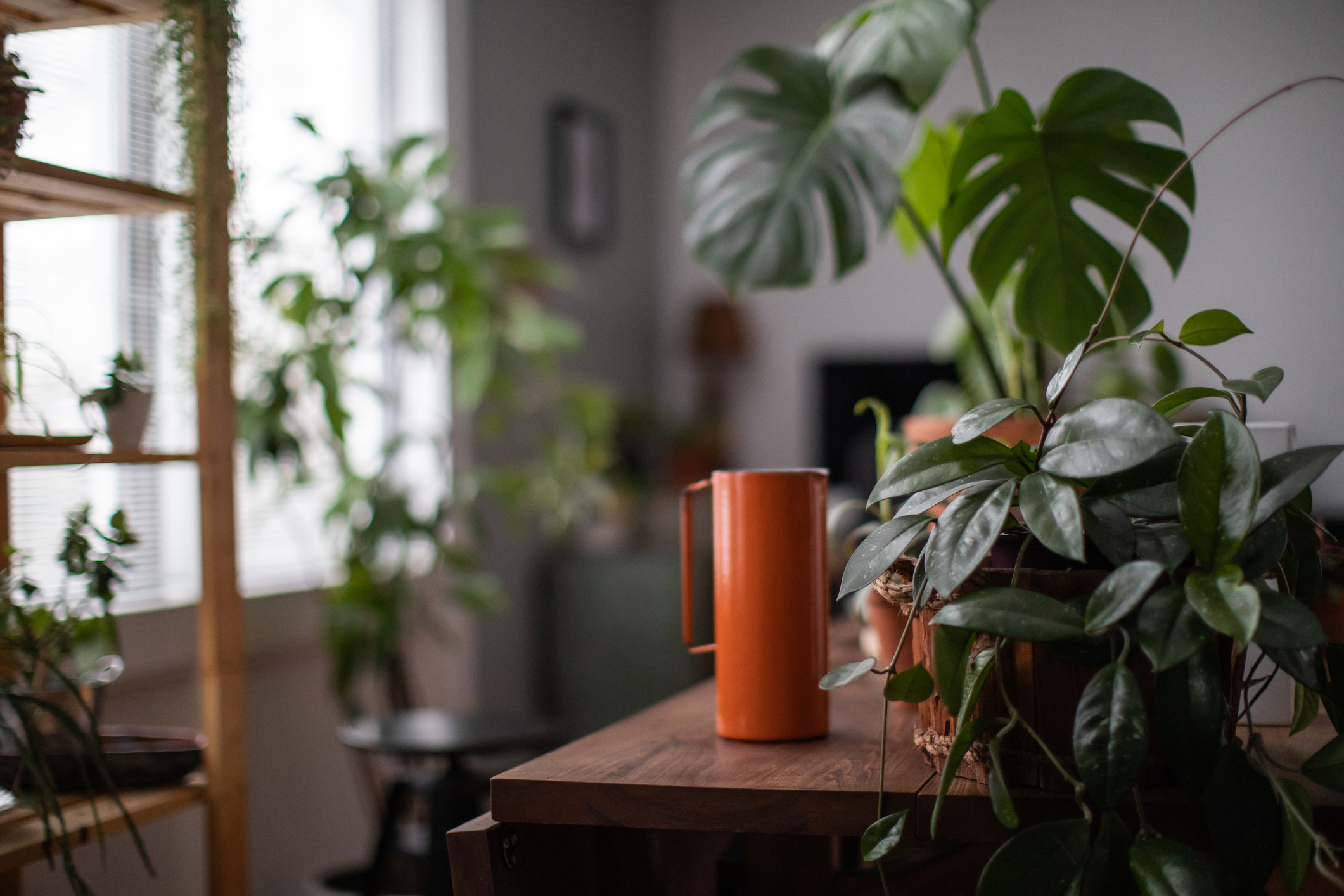 home office with houseplants on desk