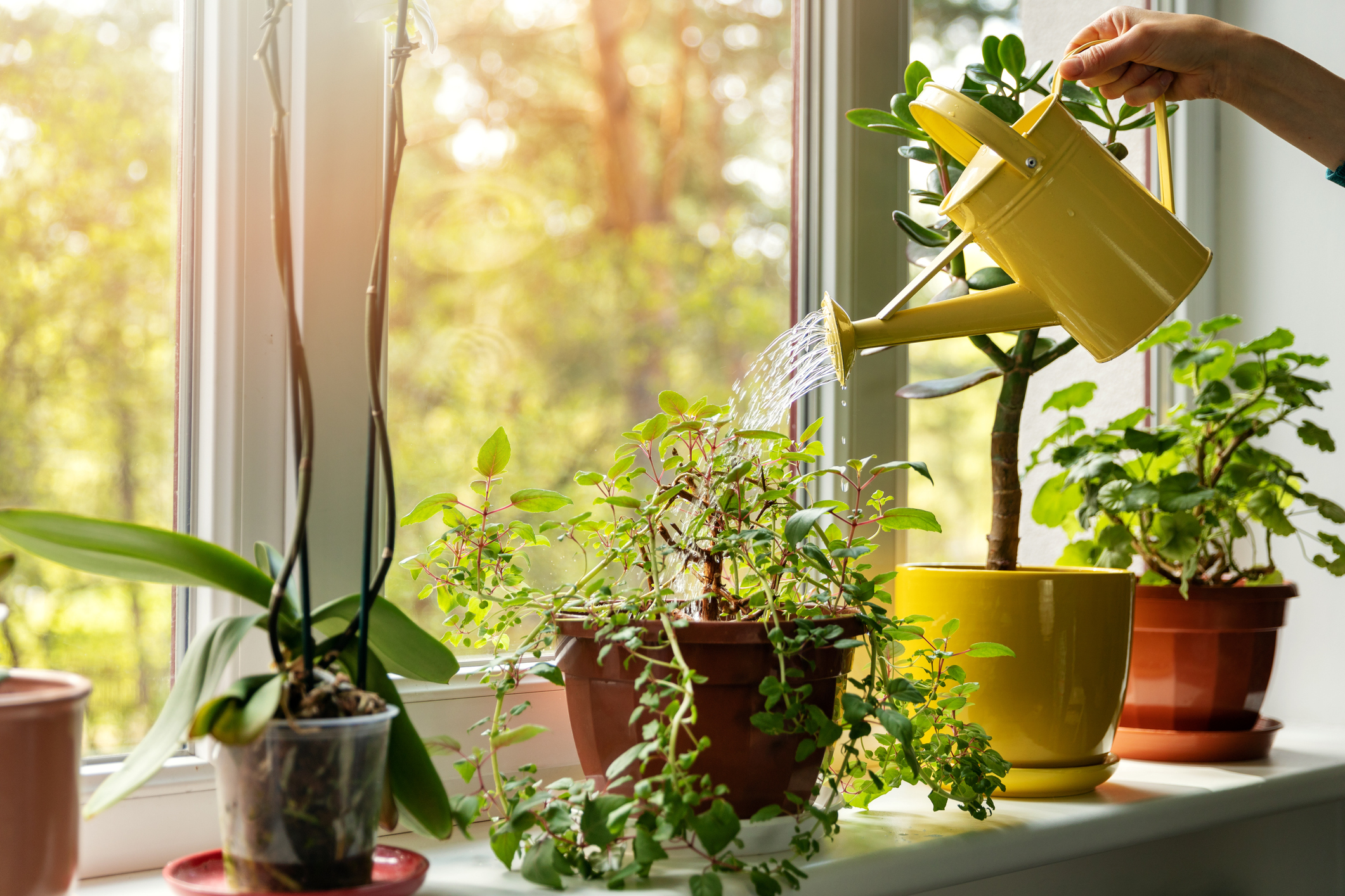 watering houseplants in a windowsill 