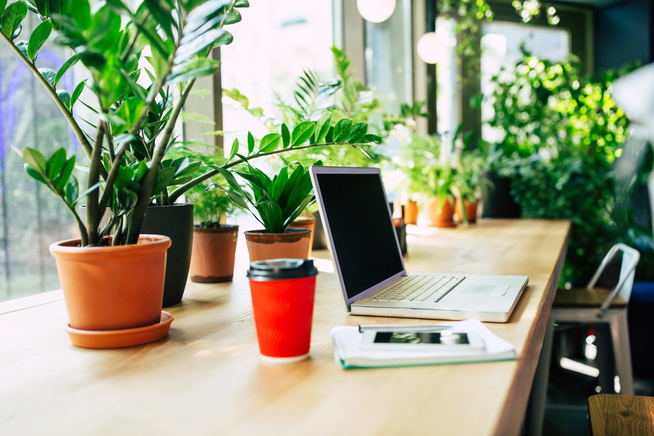laptop, coffee, and notepad sitting on desk with houseplants